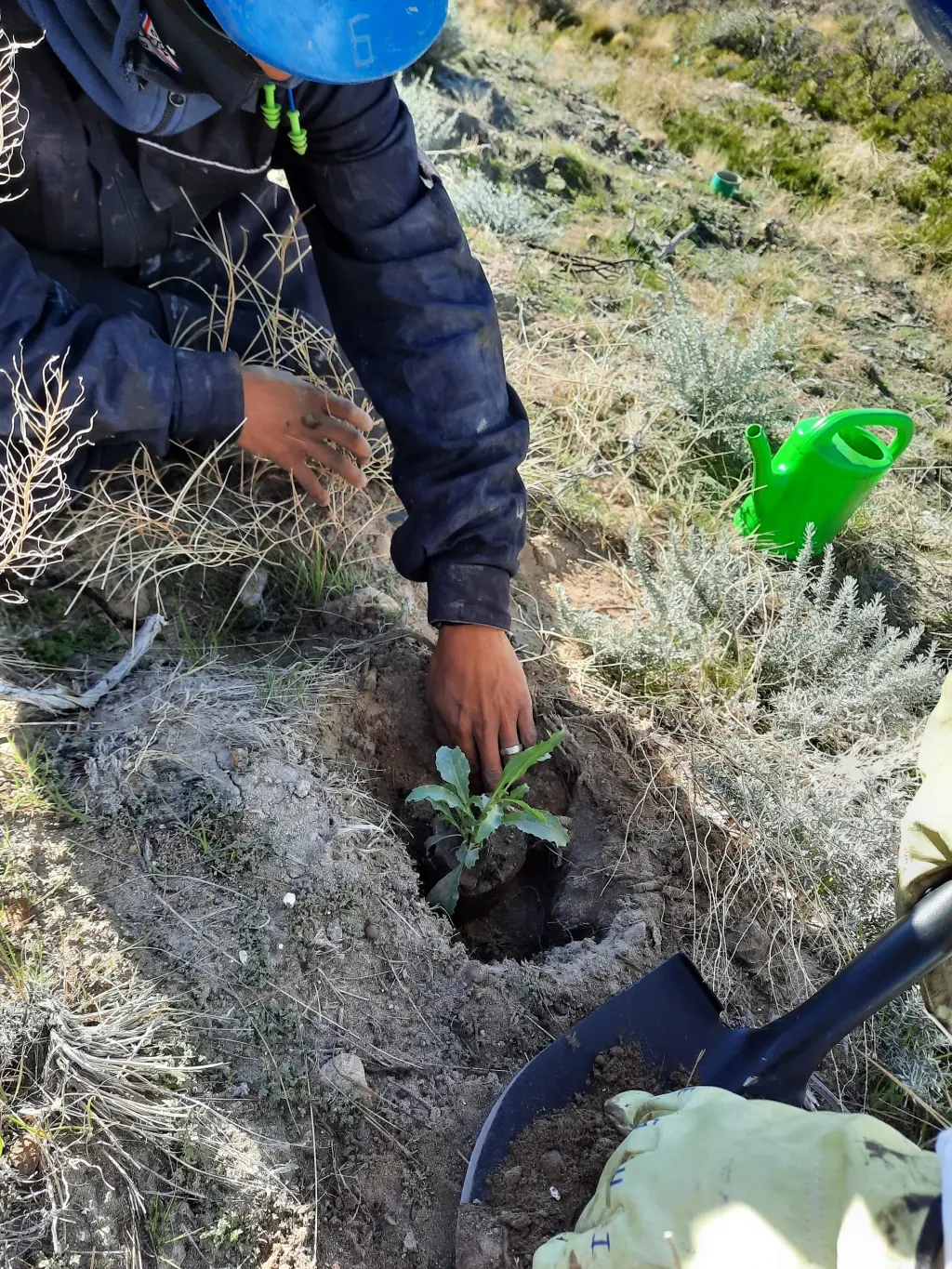 Trabajo de revegetación en campo
