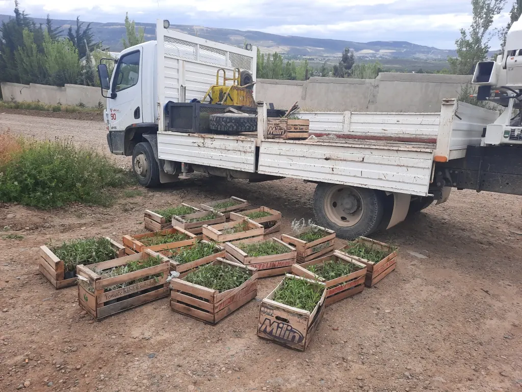 Revegetación en la estepa