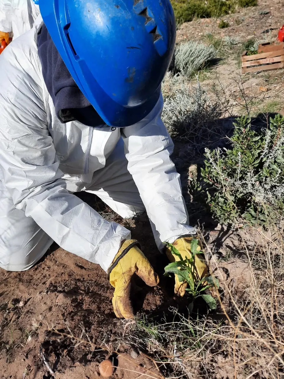 Trabajo de plantación en campo
