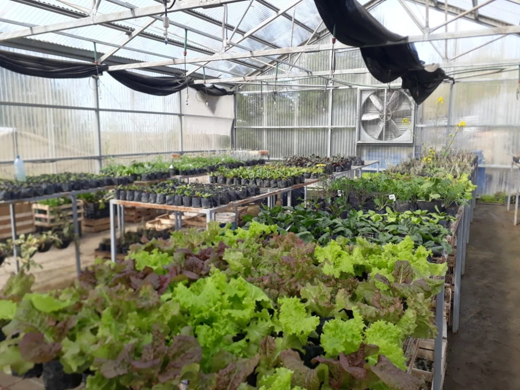 Interior del invernadero