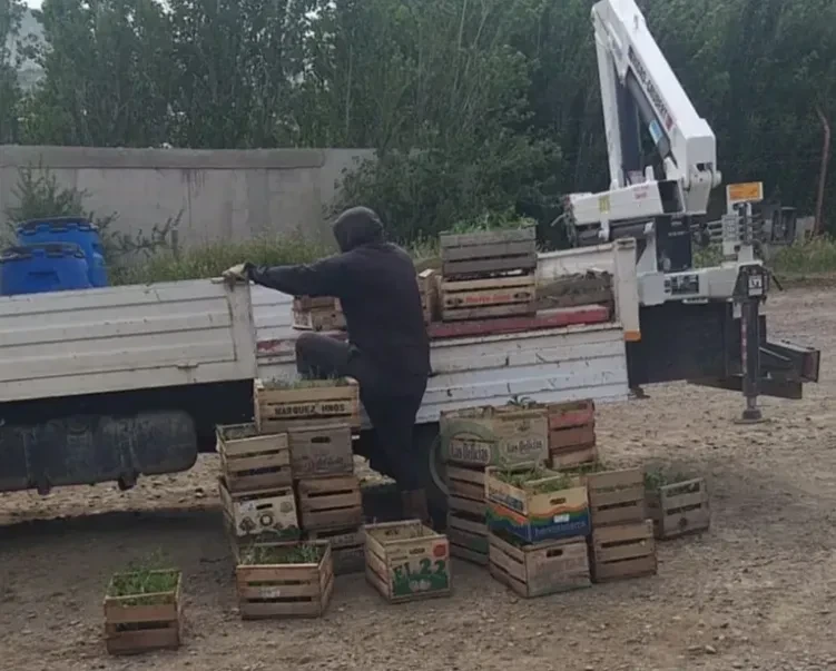 Plantas cargadas en camión para entrega