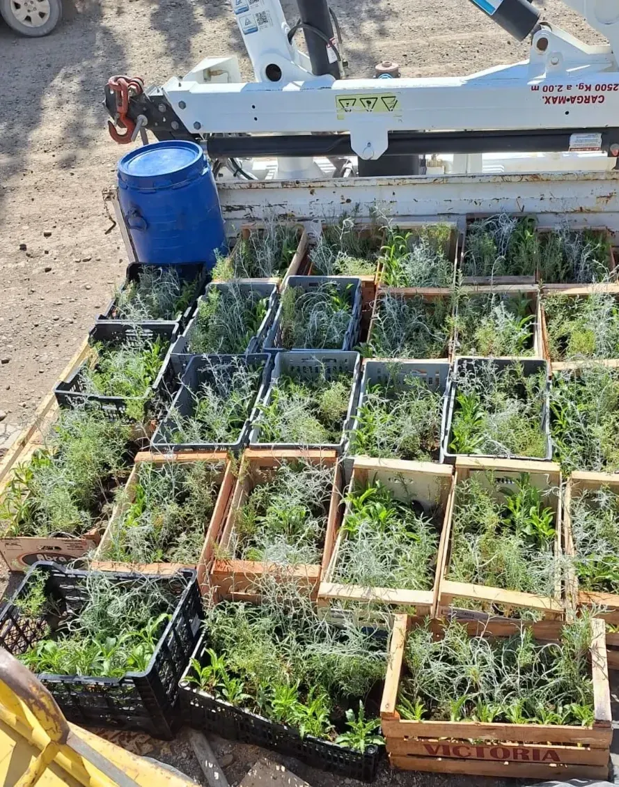 Entrega de plantas