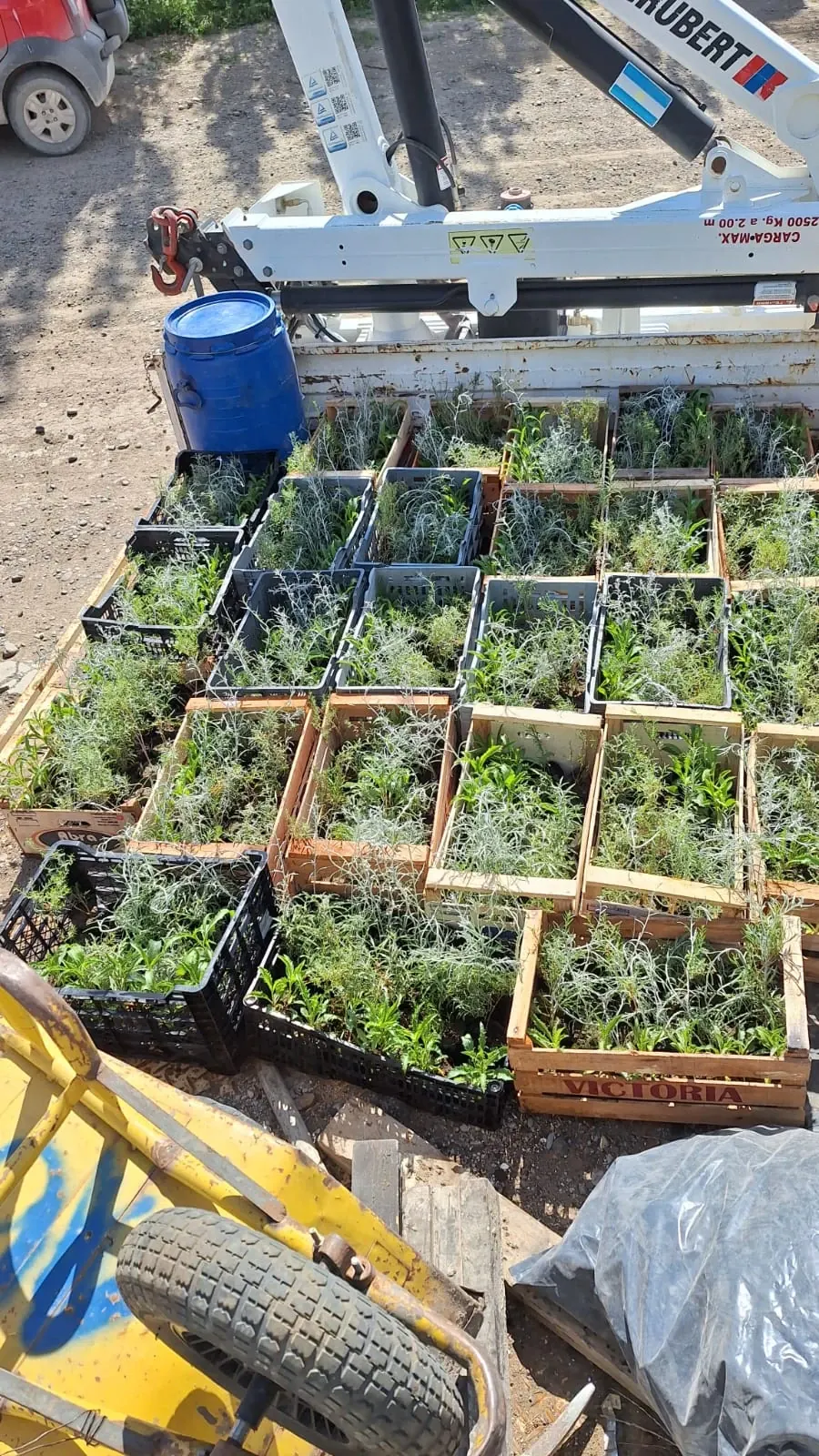 Traslado de plantas al lugar de trabajo