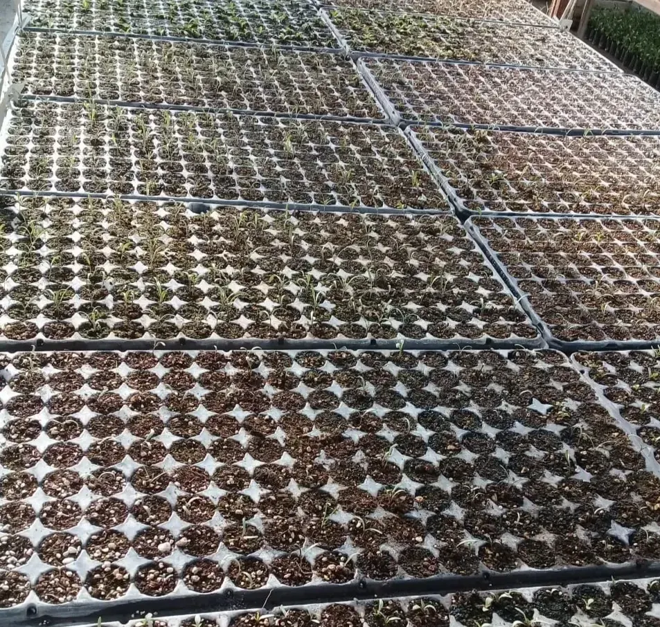 Plantines nativos en plug