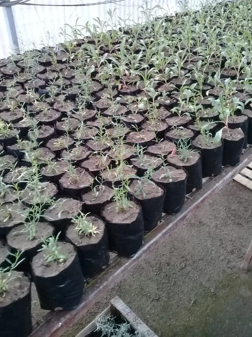 Bandejas de especies nativas