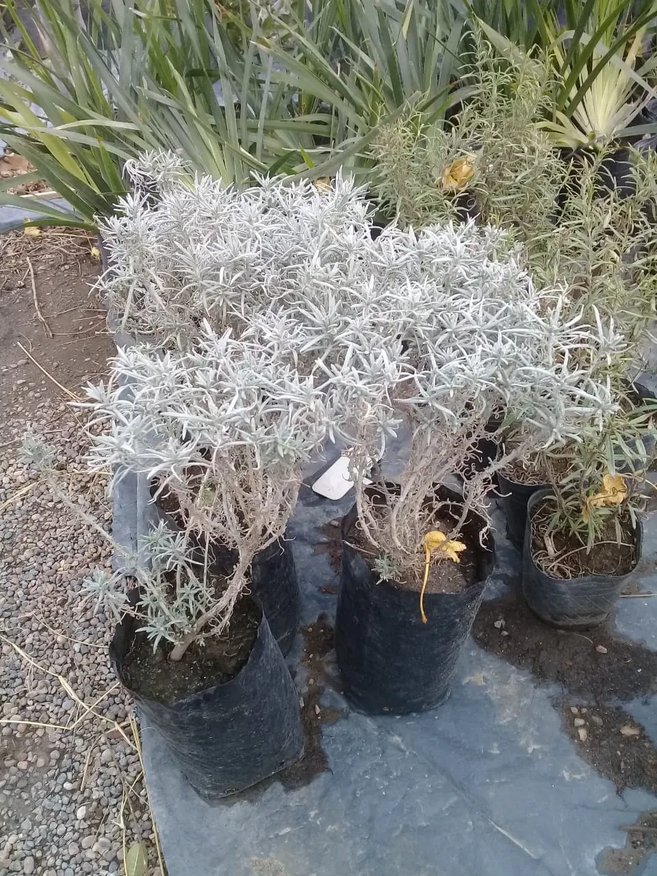 Plantines nativos