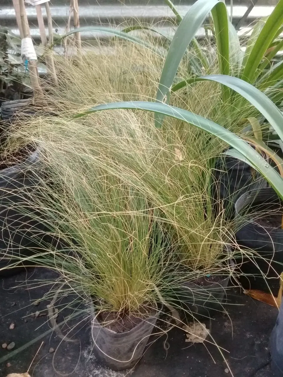 Plantines de especies nativas en bandejas