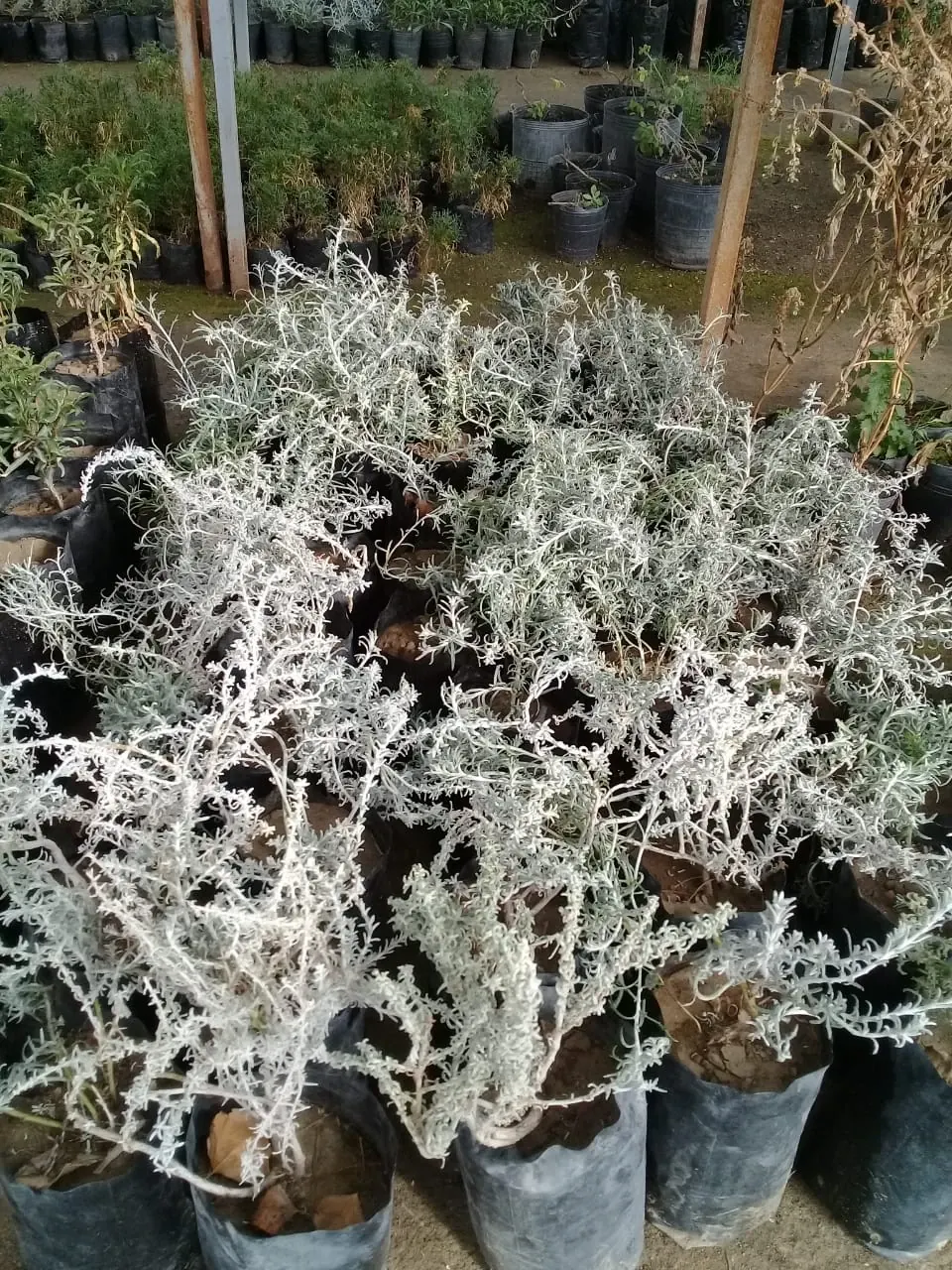 Especies nativas en invernadero