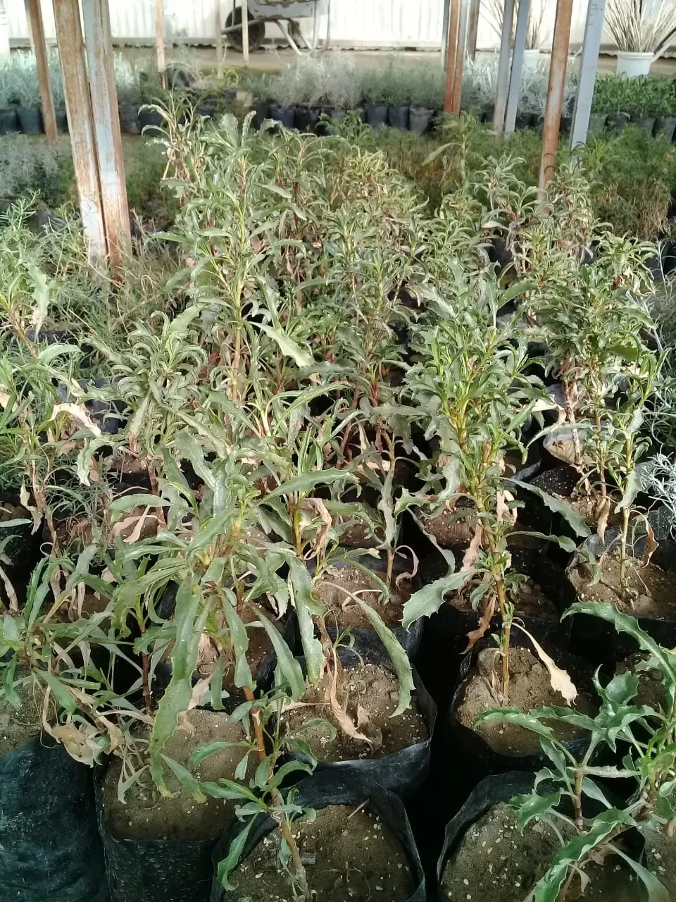 Plantines nativos listos para plantar