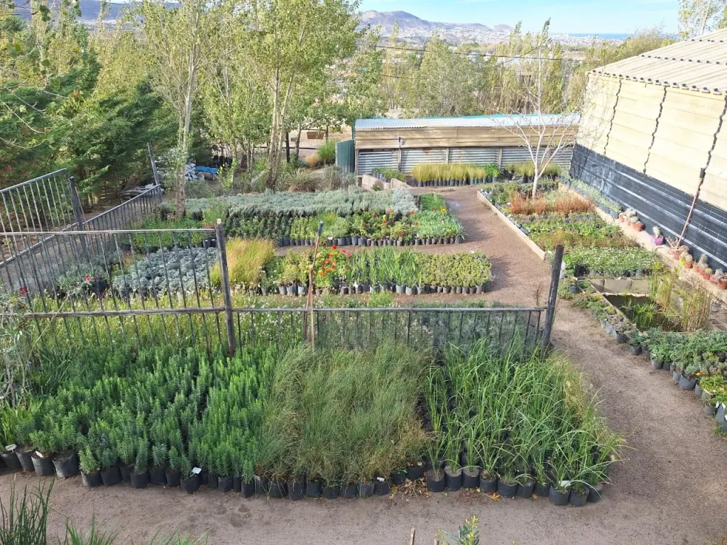 Plantas en el sector de exhibición del vivero