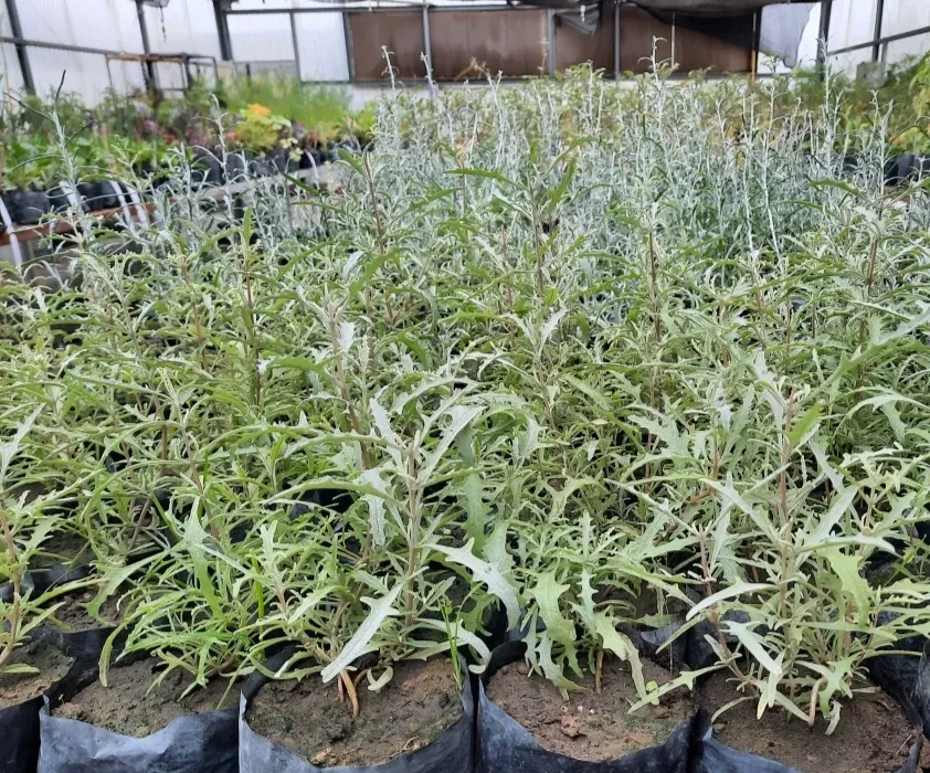 Zampas en producción